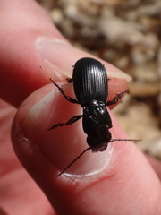 Pterostichus rostratus