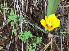 Calochortus monophyllus