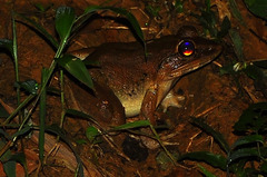 Limnonectes macrodon