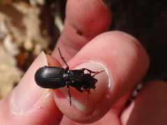 Pterostichus rostratus