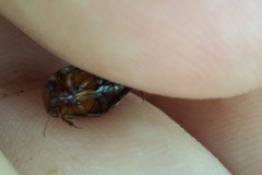 Platambus maculatus