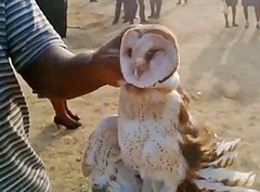 Tyto alba poensis