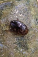 Platambus maculatus