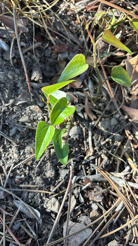 Rough Bindweed