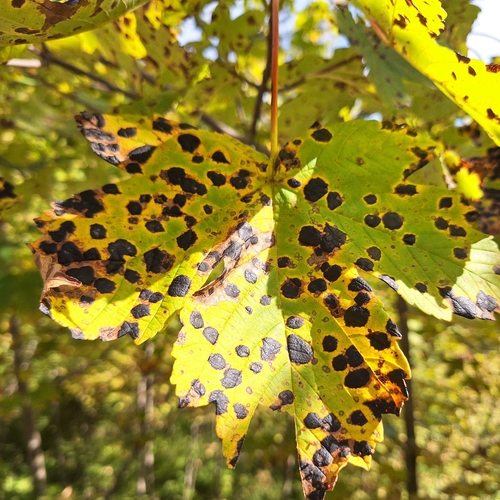 Black Tar Spot