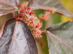 Acalypha wilkesiana