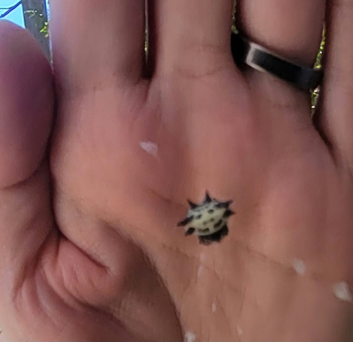 Spinybacked Orbweaver