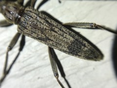 Elytrimitatrix undata