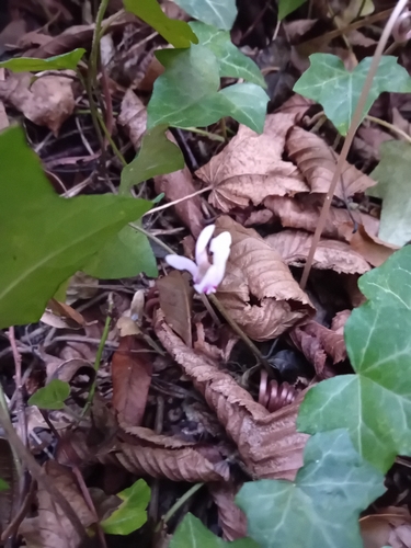 Ivy-leaved cyclamen