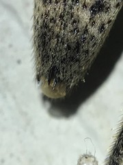 Elytrimitatrix undata