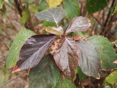 Acalypha wilkesiana