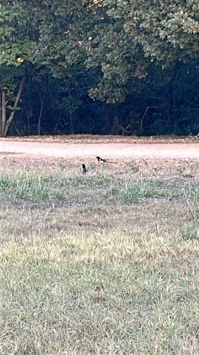 Eurasian Magpie