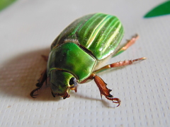 Chrysina adelaida