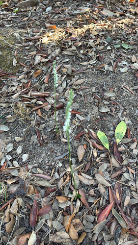 Autumn Ladies' Tresses