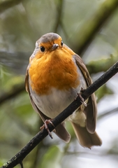 Erithacus rubecula