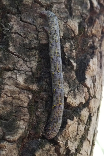 Brindled Beauty Moth photo 6