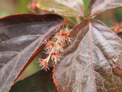 Acalypha wilkesiana