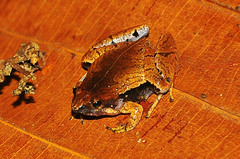 Microhyla achatina