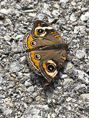 Common Buckeye