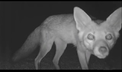 Vulpes vulpes