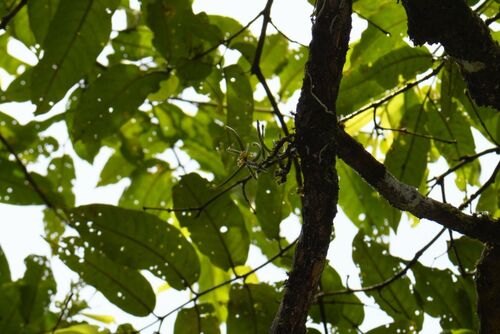 Luisia zeylanica observed 2026-08-16