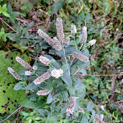 Horse Mint
