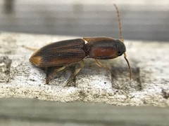 Aeolus trilineatus