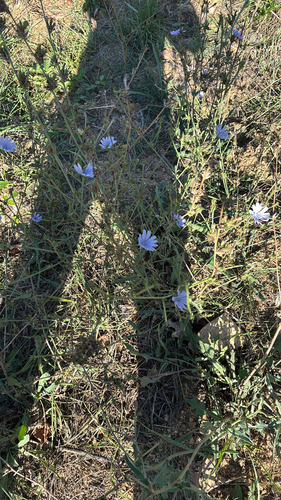 chicory