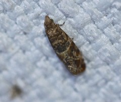 Lobesia transtrifera