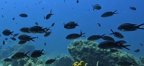 Mediterranean Damselfish