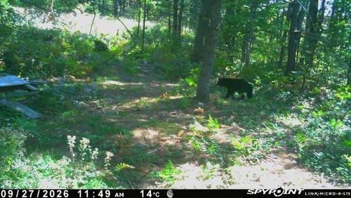 Black Bear sighting near Queen Elizabeth II Wildlands Provincial Park