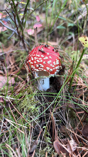 Fly Agaric
