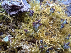 Cladonia cariosa