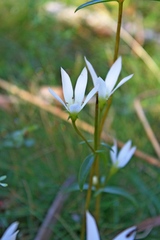 Gentianella stellata