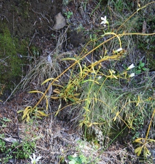 Gentianella stellata