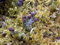 Cladonia cariosa