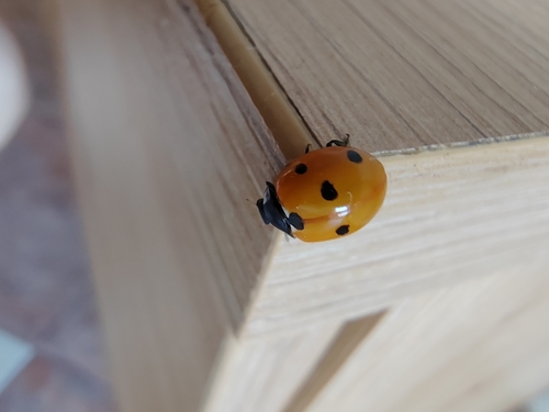 Seven-spotted Lady Beetle