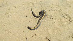 Hydrophis platurus