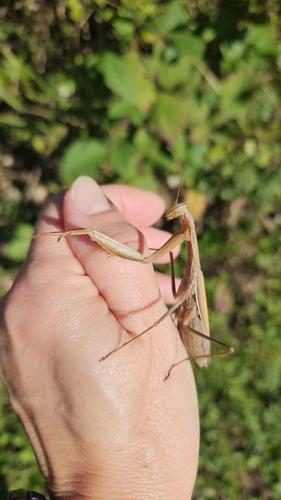 European Mantis
