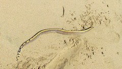 Hydrophis platurus
