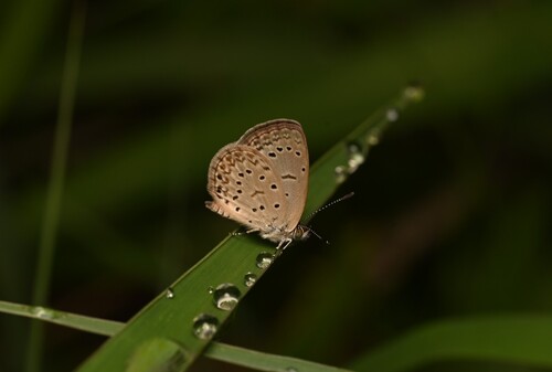 African Grass Blue