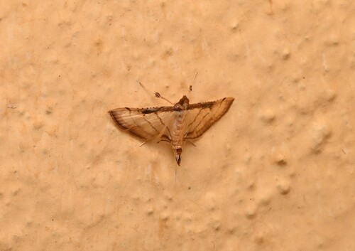 Trapeze Moth