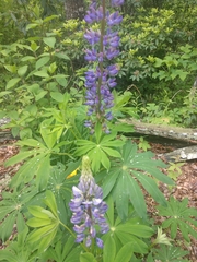 Lupinus perennis