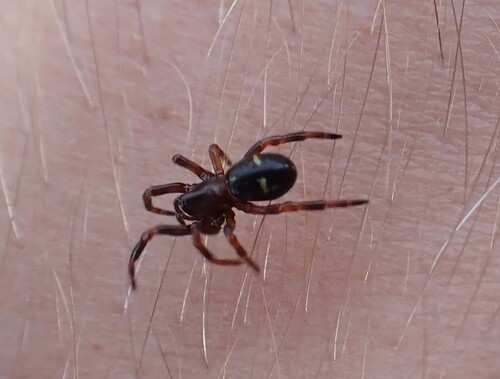 Ant Comb-Footed Spider