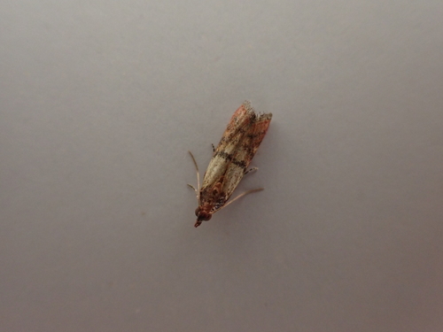Indian-Meal Moth