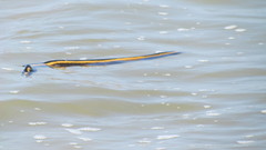 Hydrophis platurus