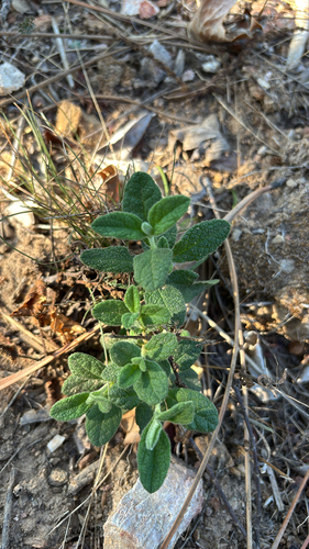Sage-leaved Rock-rose