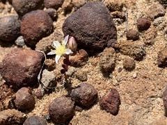 Dudleya brevifolia