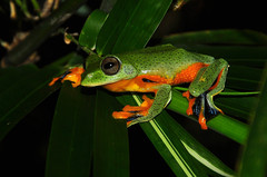 Reinwardt's Tree Frog photo 3
