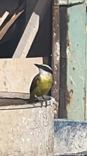 Great Kiskadee